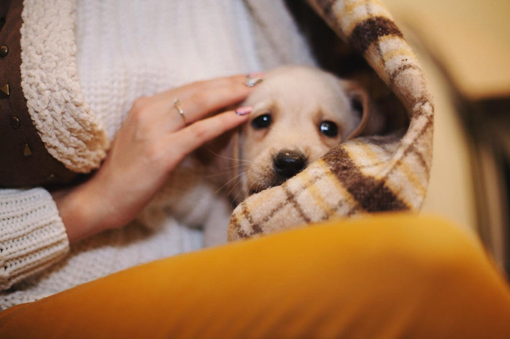 How to Keep Your Pets Safe and Comfortable During the Winter