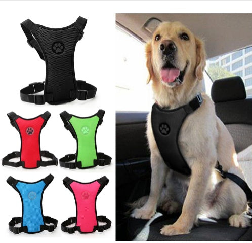 Pet Walking & Safety Gear
